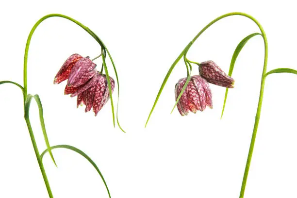 Two blooming fritillary flowers bending towards each other isolated on a white background