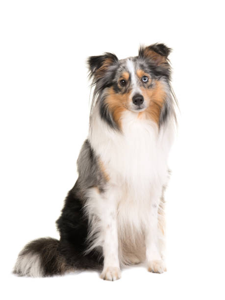 istock Pretty sitting shetland sheepdog isolated on a white background facing the camera 1269463869