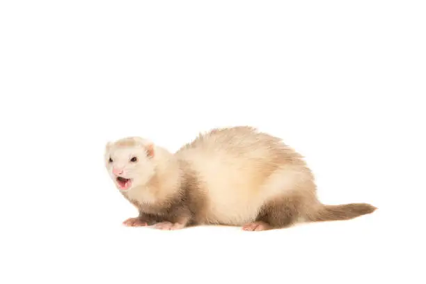 Lightbrown ferret with mouth open seen from the side isolated in a white background