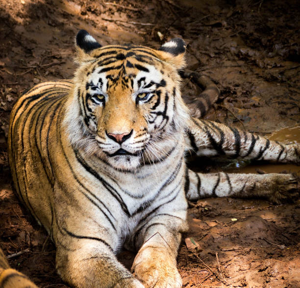 istock A Royal Bengal Tiger resting in its habitat 1269463995