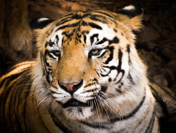 istock A Royal Bengal Tiger resting 1269463998