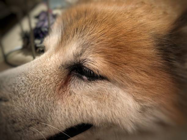 istock dog teeth problem,unhealthy oral animal 1269464010
