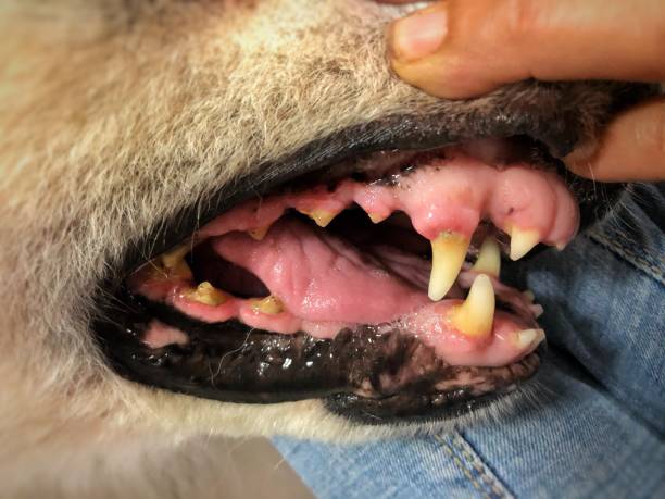 istock dog teeth problem,unhealthy oral animal 1269464012