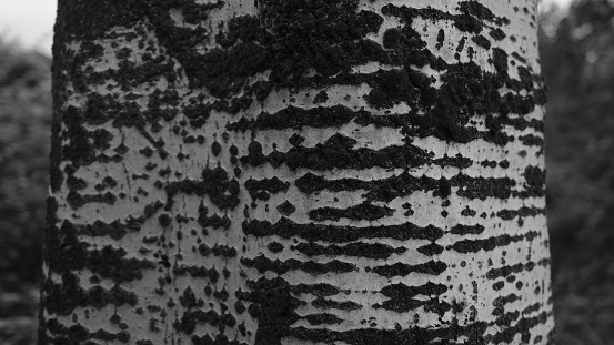 A grayscale shot of a texture of a tree bark.