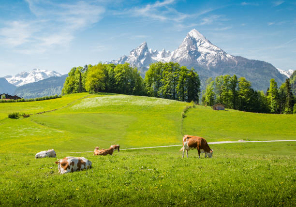 istock Idyllic summer landscape in the Alps with cows grazing 1269465945
