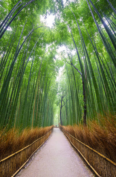 istock Path to bamboo forest, Arashiyama, Kyoto, Japan 1269466079