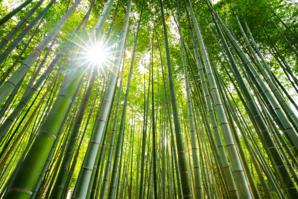 path to bamboo forest, arashiyama, kyoto, japan - bamboo grove imagens e fotografias de stock