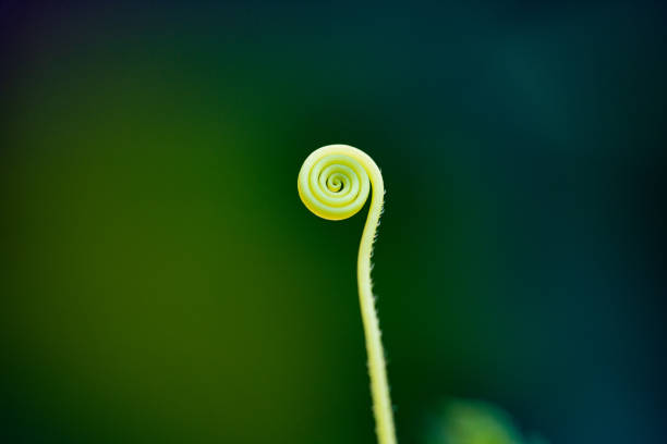 Question mark of the nature, which would be answered by itself.