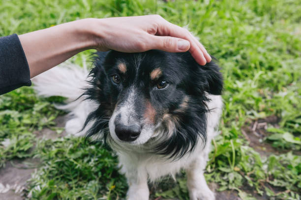 istock Man gently stroking his dog. People support pets 1269468789