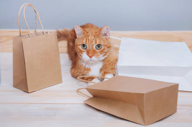 istock Ginger cat with paper bags on a light background 1269468804