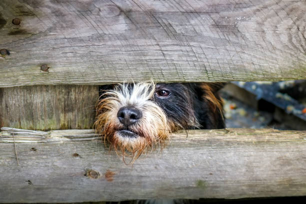 istock distant look of a trapped dog 1269469505