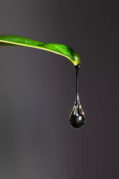 A macro image with very shallow depth of field of a water drop dripping from a leaf. The background is totally out of focus.