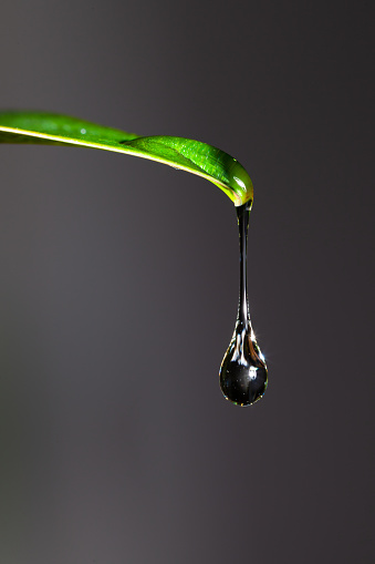 A macro image with very shallow depth of field of a water drop dripping from a leaf. The background is totally out of focus.