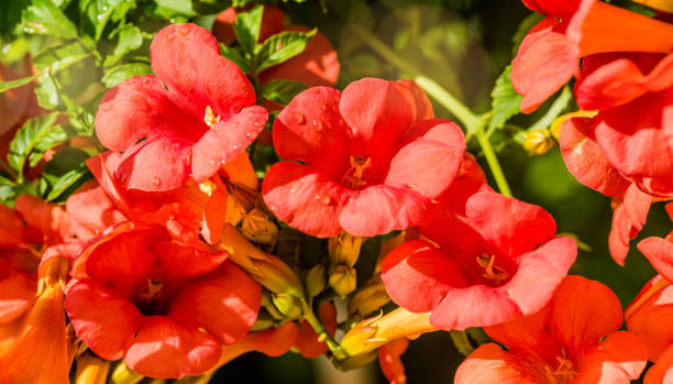 istock blooming bignones in the garden 1269471497