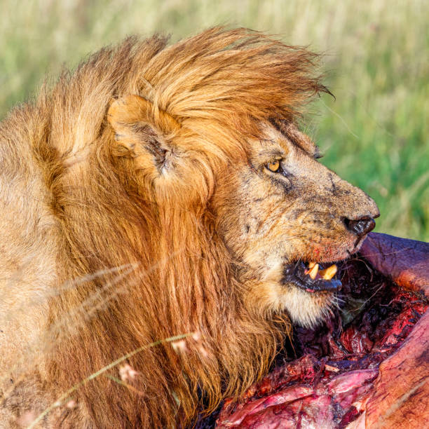 istock Big male Lion guards his prey from other predators 1269471532