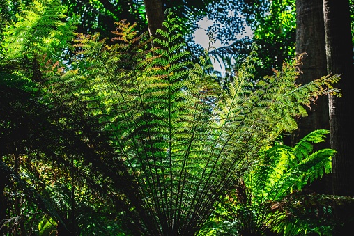 Large fern leaves in the forest under large trees and sunshine lighing the scene. Tropical forest.