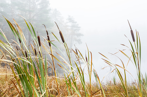 Bulrush in a wetland in fog
