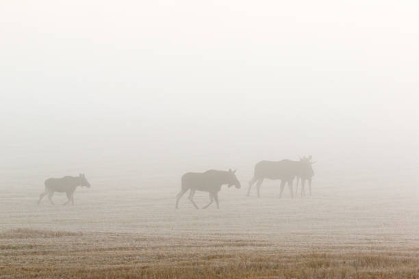 istock Moose flock in dawn mist on a field 1269471677