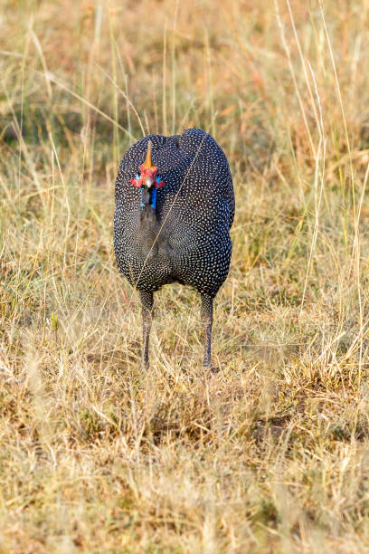 istock Helmeted guineafowl looking at the camera 1269471755