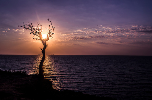 Sunset sea cliff silhouette of dry tree. Seascape. The sun in the branches.