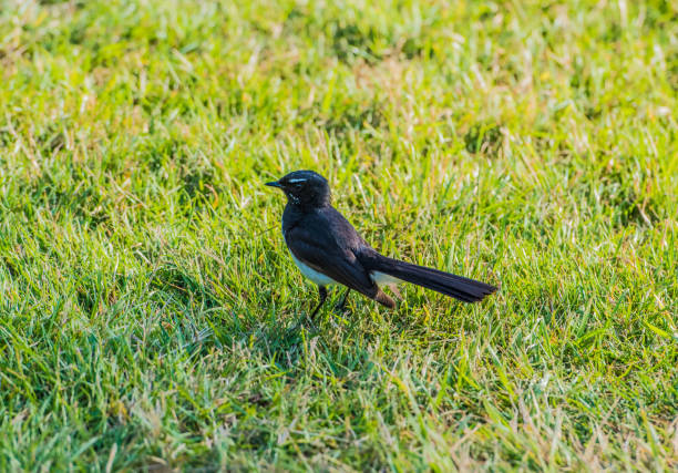 istock Willie wagtail bird on a grass lawn. 1269473482