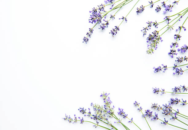istock Lavender flowers on white background. Flowers flat lay, top view. 1269474964