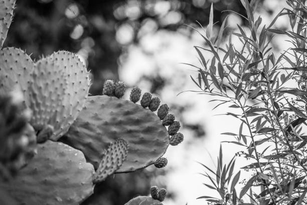 istock Prickly Pear cactus with unripe fruit and flowers attached 1269475953