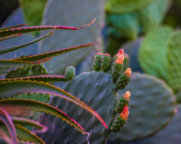 잘 익지 않은 과일과 꽃이 붙어 있는 가시 배 선인장 - prickly pear fruit cactus prickly pear cactus yellow 뉴스 사진 이미지