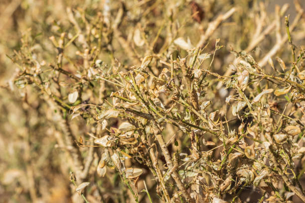 istock Buxus infested by the Box tree moth caterpillar, Cydalima perspectalis, 1269476273