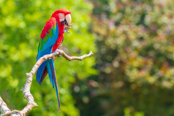istock red-and-green macaw or green-winged macaw, Ara chloropterus, 1269476292