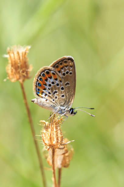 istock Plebejus argus silver-studded blue butterfly female closeup 1269476313