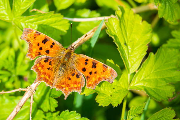 istock Comma butterfly Polygonia c-album resting top view 1269476322