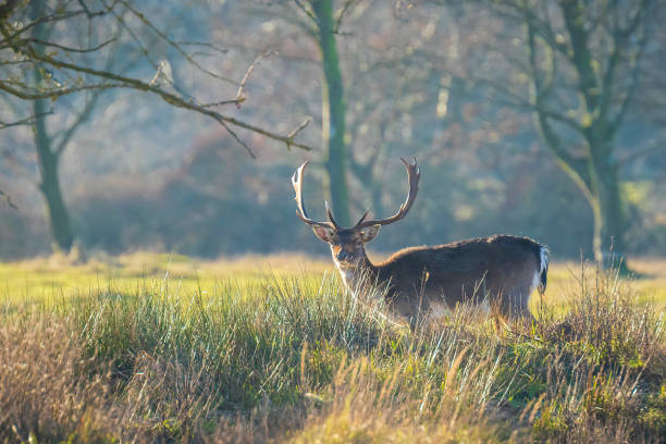 istock Fallow deer stag Dama Dama with big antlers 1269476379