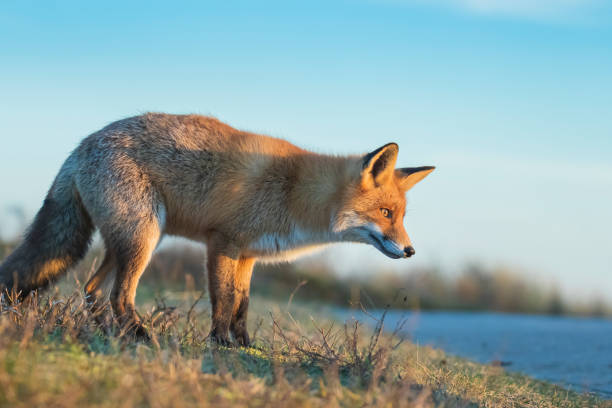 istock Wild red fox, vulpes vulpes, at sunset 1269476398