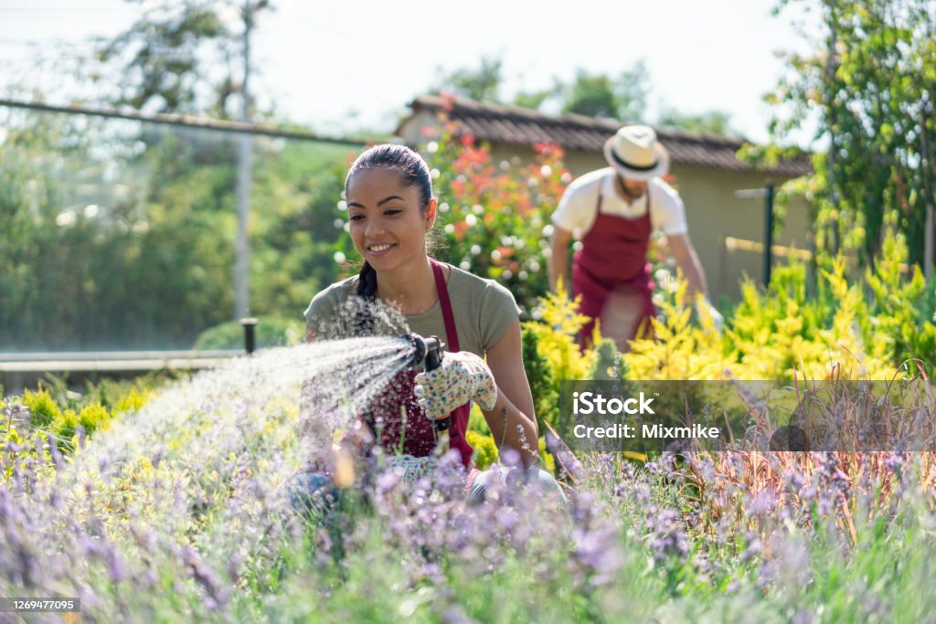 Family planters working at the garden center Family of young gardeners watering the flowers in the garden Watering Stock Photo