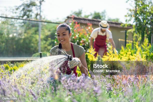 Family Planters Working At The Garden Center Stock Photo - Download Image Now - Watering, Women, Flower