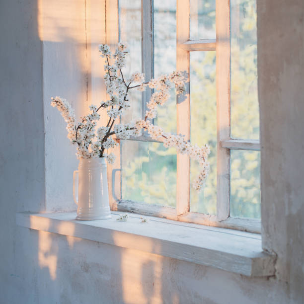 istock cherry flowers in white jug on windowsill at sunset 1269477252