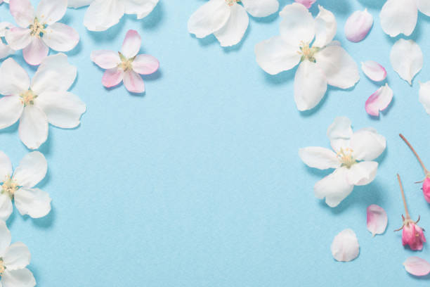 istock apple flowers on blue paper background 1269477262