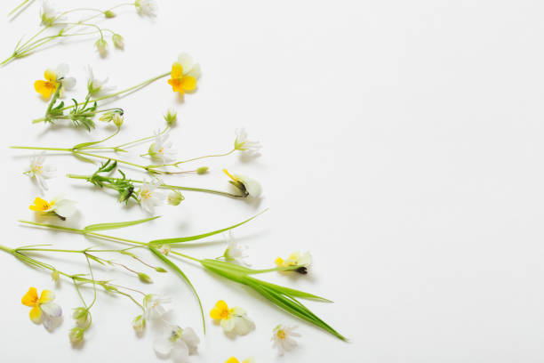 istock wild flowers on white  background 1269477273