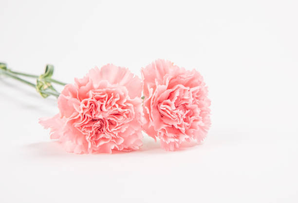 istock Pink carnations flower isolated on white background.mother's Day symbol 1269477300