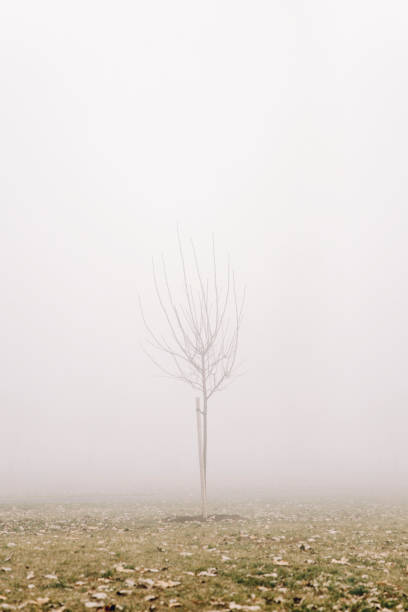 istock Tree in the foggy winter day 1269477486
