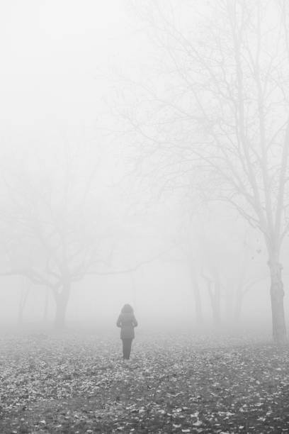 istock Tree in the foggy winter day 1269477489