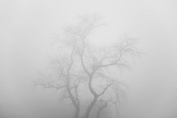 Lonely trees at dusk.