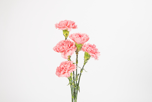 Pink carnations flower isolated on white background.mother's Day symbol