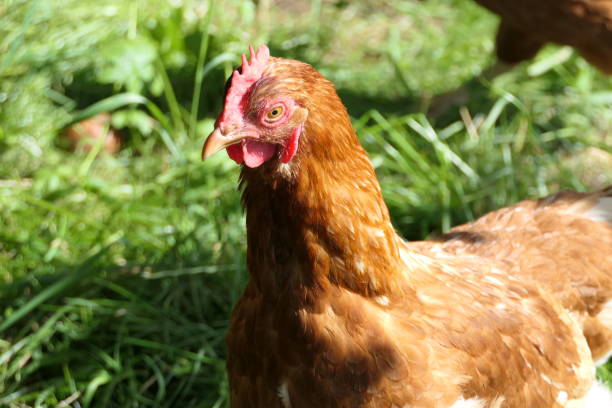 istock Head of a free-range chicken 1269477571