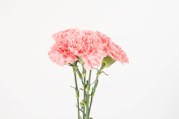 istock Pink carnations flower isolated on white background.mother's Day symbol 1269477580