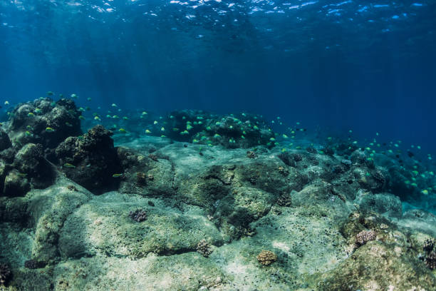 istock Underwater view with bottom of stones and tropical fish. 1269478513