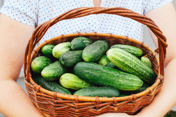 istock Harvest cucumbers in a basket in women's hands 1269479439