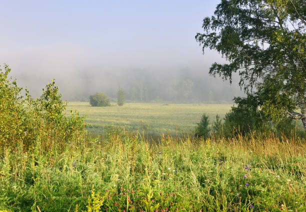 An agricultural meadow, tall grass, birch branches, a round tree in the distance, a forest in the morning fog. Suburban landscape, shadows on the ground, no people, space for text. Clean nature of Siberia, Novosibirsk region, Russia, 2020