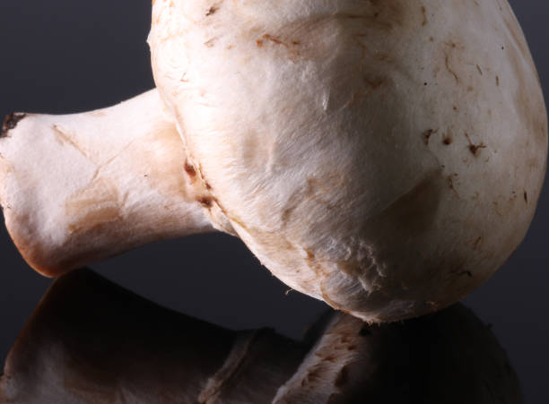 istock close-up mushroom on a black background 1269480561